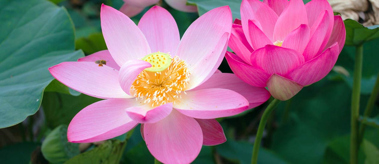 Lotus Flower - Meditation