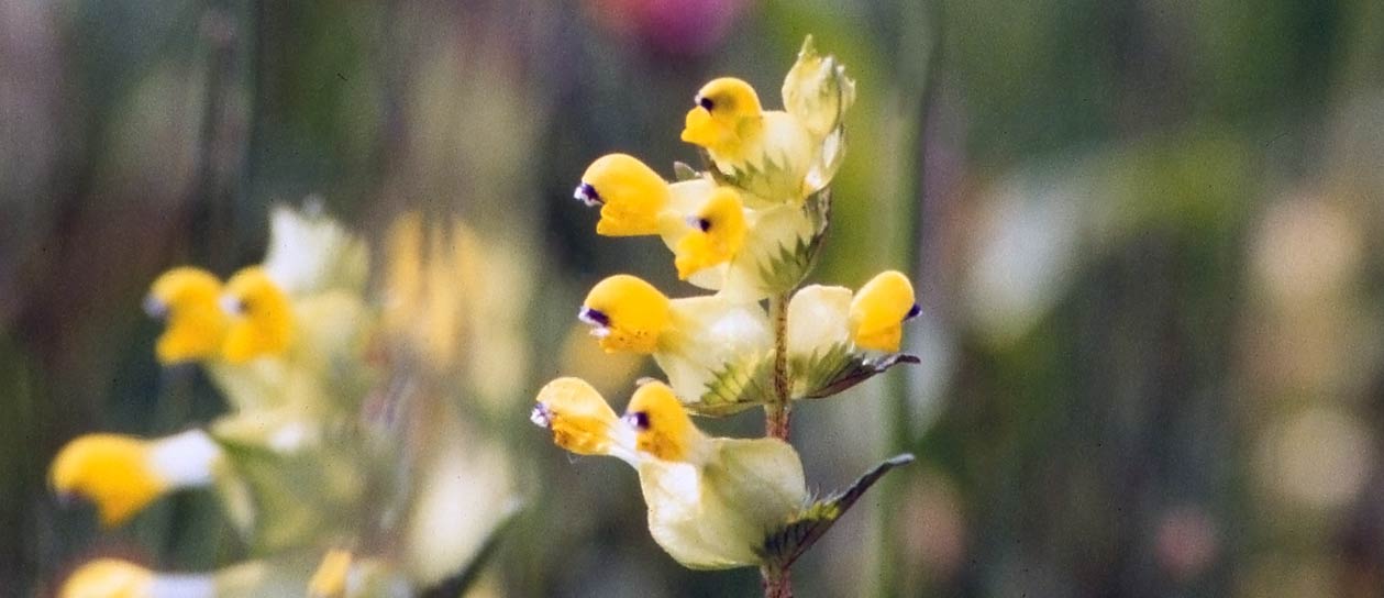 Yellow Rattle Flower - Despondency & Despair