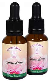 Snowdrop Flower Essence Bottles