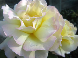 Peace Rose Flower