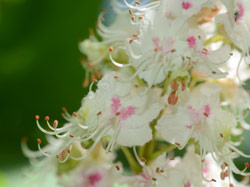 White Chestnut Flowers