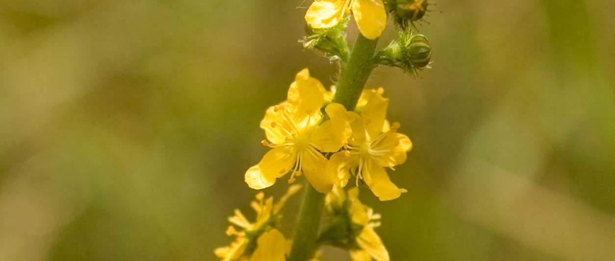 Agrimony Bach Flower Remedies Flower Essence Blog