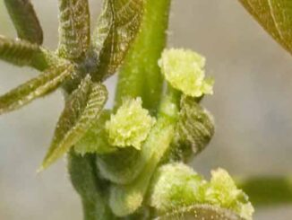 Walnut Flower