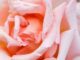 Compassion Rose Flower