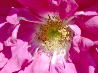 Rosa De La Hay flower