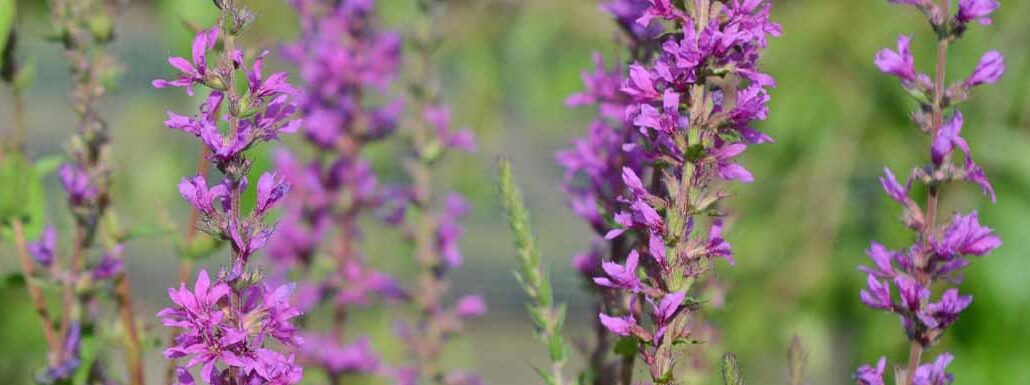 Picture of a Loosestrife flower growing in nature