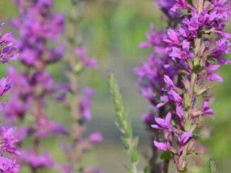 Picture of a Loosestrife flower growing in nature