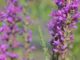 Picture of a Loosestrife flower growing in nature