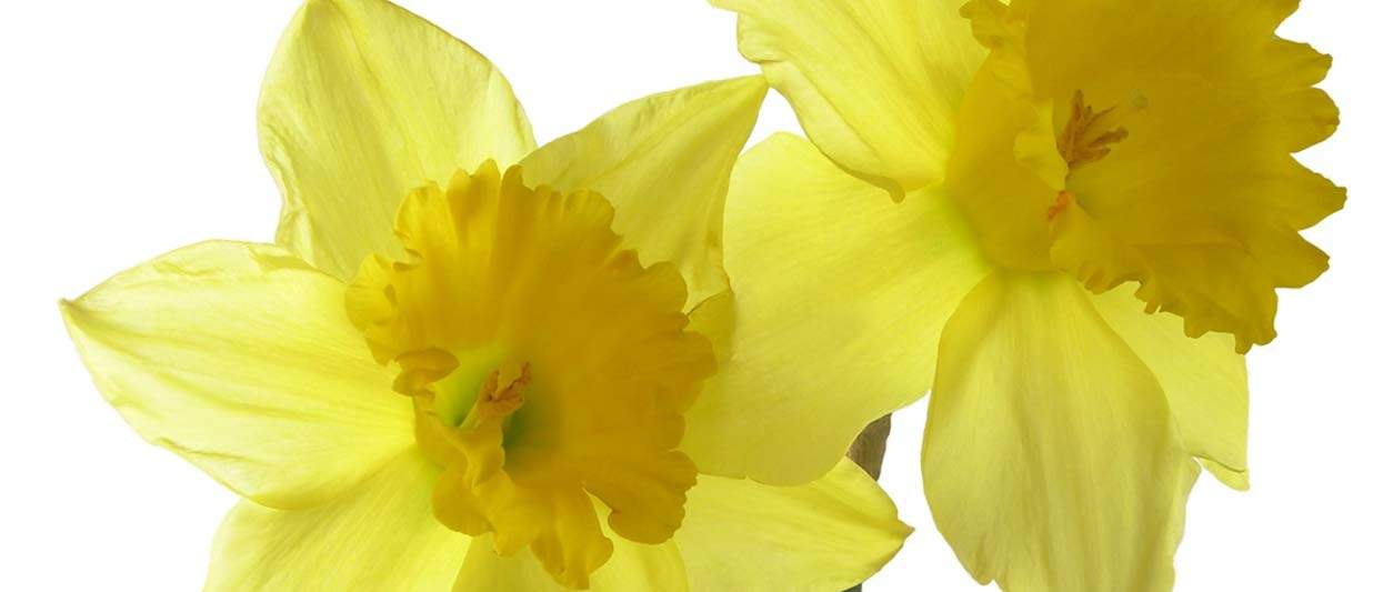Enjoy the Daffodils Flower Essence Blog