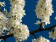 Cherry Plum - Bach Flower Remedy