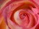 Handel Rose