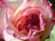 Handel Rose