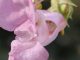 Impatiens Flower
