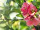 Pomegranate-Flower