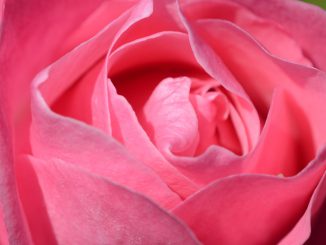 Pink-Rose-Flower-Essence