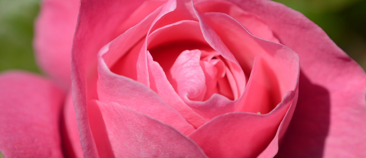 Pink Rose Flower Essence Transforming Deep Seated Fears Flower