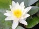 Water Lily White Flower