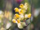 Yellow Rattle Flower