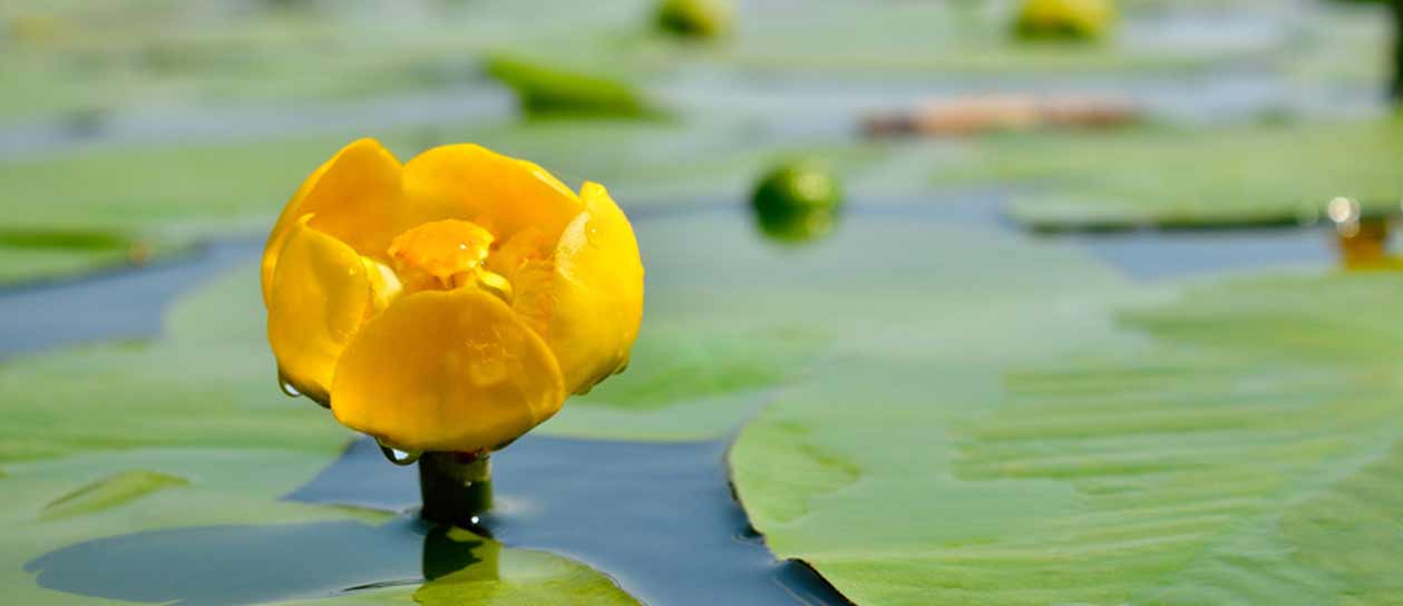 Water Lily Essence Loneliness & Separation Flower Essence Blog