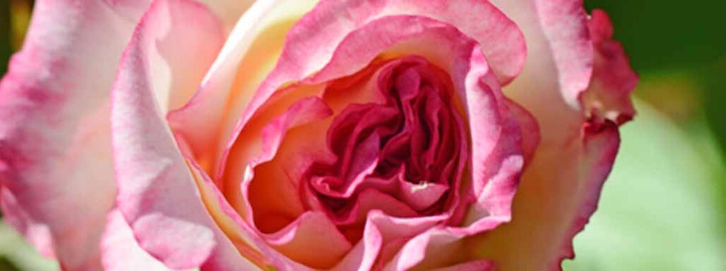 Picture of a Handel Rose flower