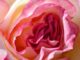 Picture of a Handel Rose flower