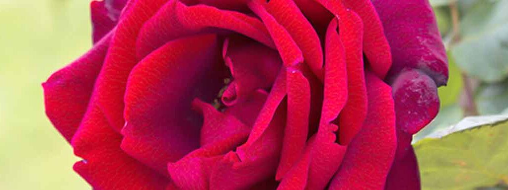 Picture of the Ruby Red Rose Flower