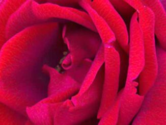 Ruby Red Rose Flower