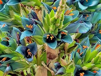 Puya Flowers