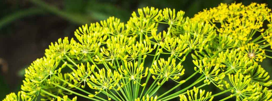 Dill Flower