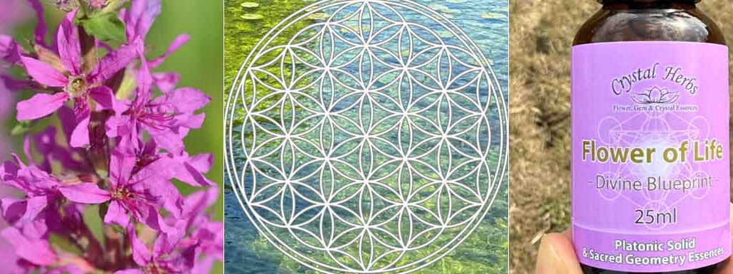 Monage image - Loosestrife flowers, the Flower of Life symbol and a bottle of Flower of Life Essence