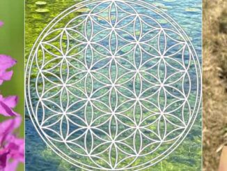 Monage image - Loosestrife flowers, the Flower of Life symbol and a bottle of Flower of Life Essence