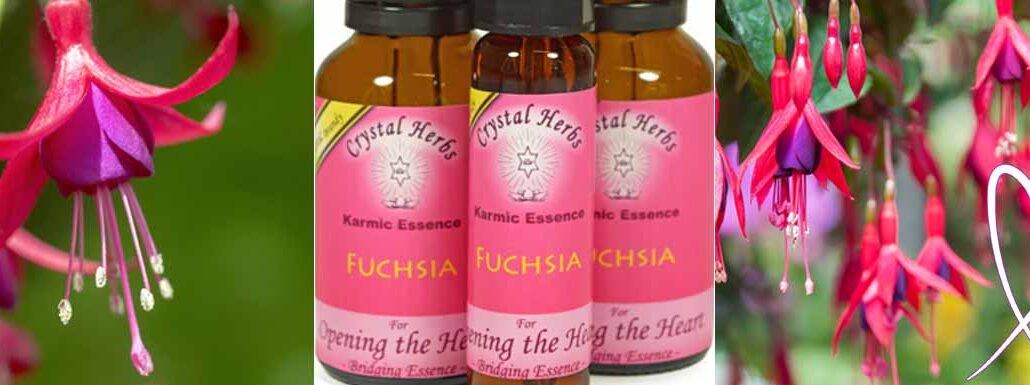 Montage Image: A single Fuchsia flower, three bottles of Crystal Herbs Fuchsia Flower Essence and Fuchsia flowers on a bush with a heart.