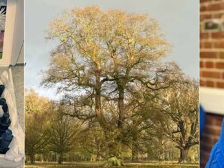 Montage image: set of Crystal Herbs Bach Flower Remedies, a beautiful tree in winter sunlight and Catherine Keattch on the phone