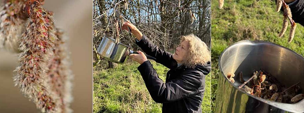 Montage Image - an Aspen flower, Catherine adding the flowers to a saucepan and the flowers in the saucepan