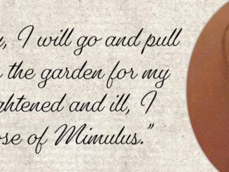 A quote from Dr Edward Bach, with text, a picture of Dr Bach and some Mimulus flowers in the background.